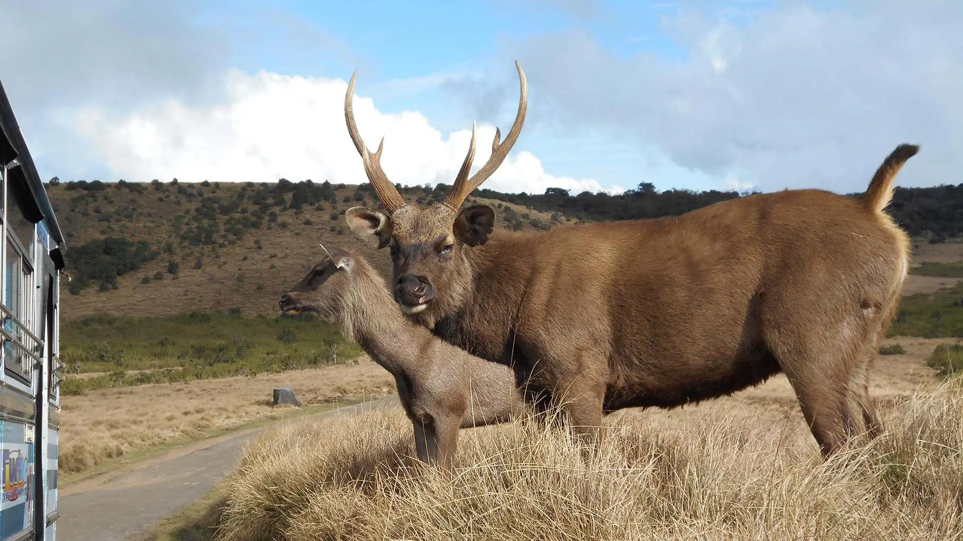 Deer grazing in the grassy landscape of Horton Plains under a cloudy sky.