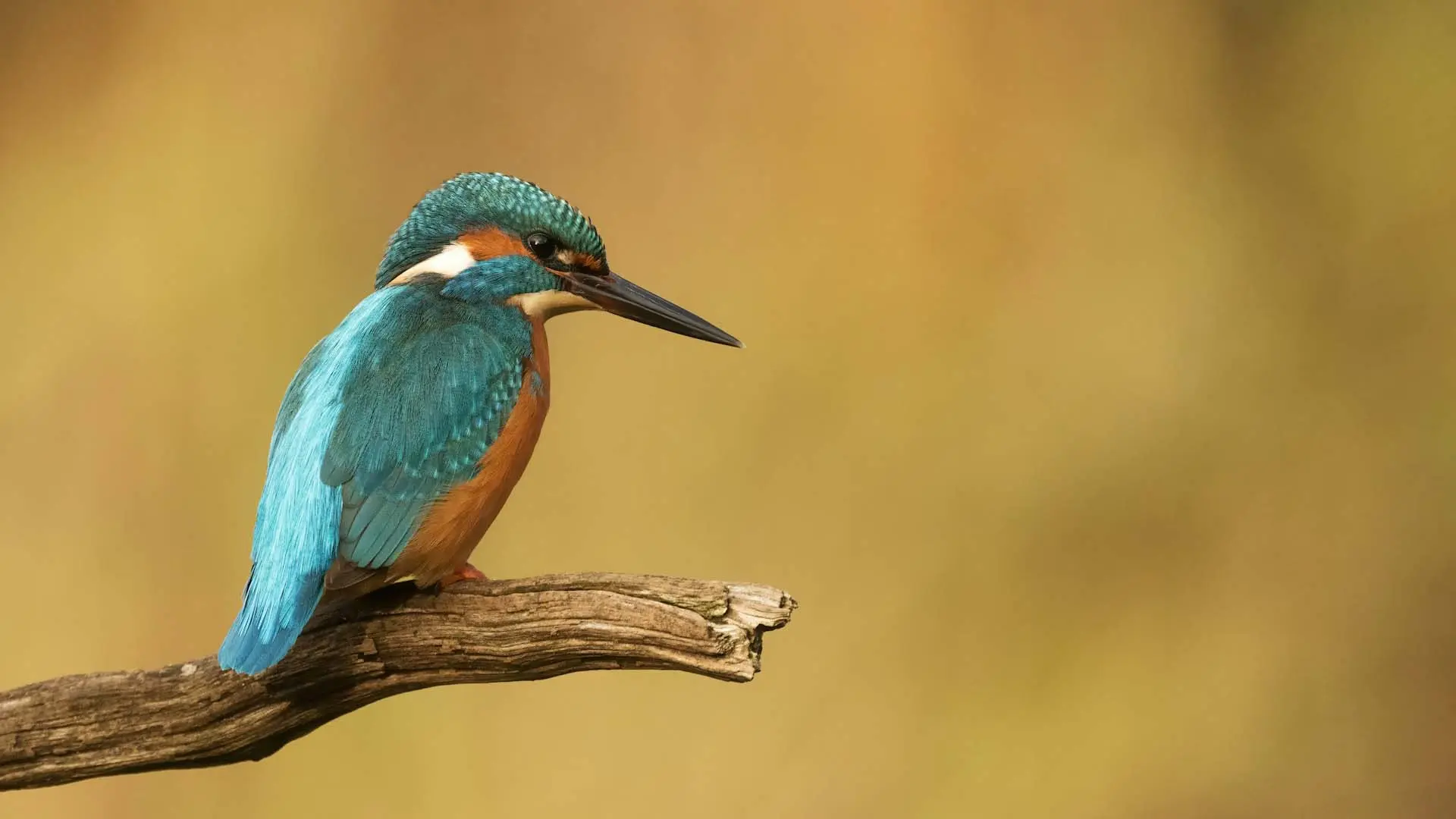 Vibrant kingfisher perched on a branch during bird watching at Kitulgala Adventure Camp.