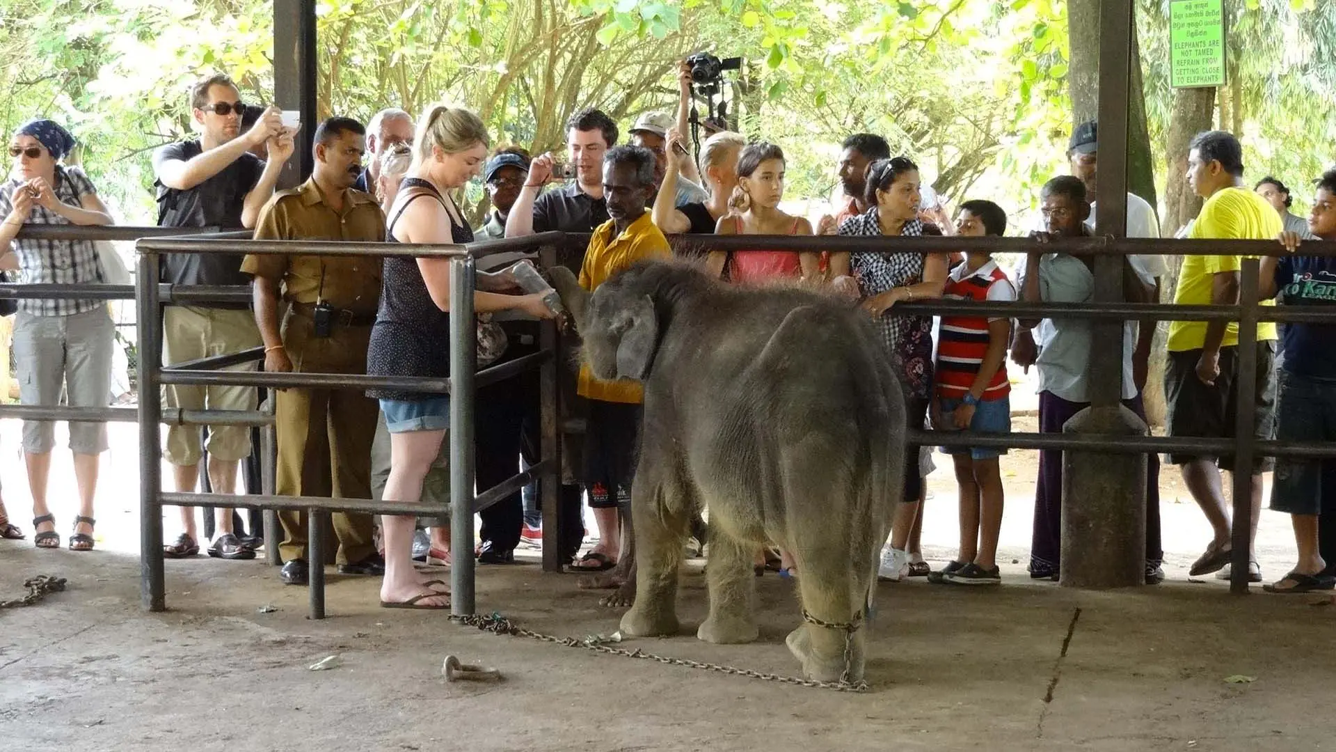 Young elephant at Pinnawala Elephant Orphanage interacting with visitors in a fenced enclosure.