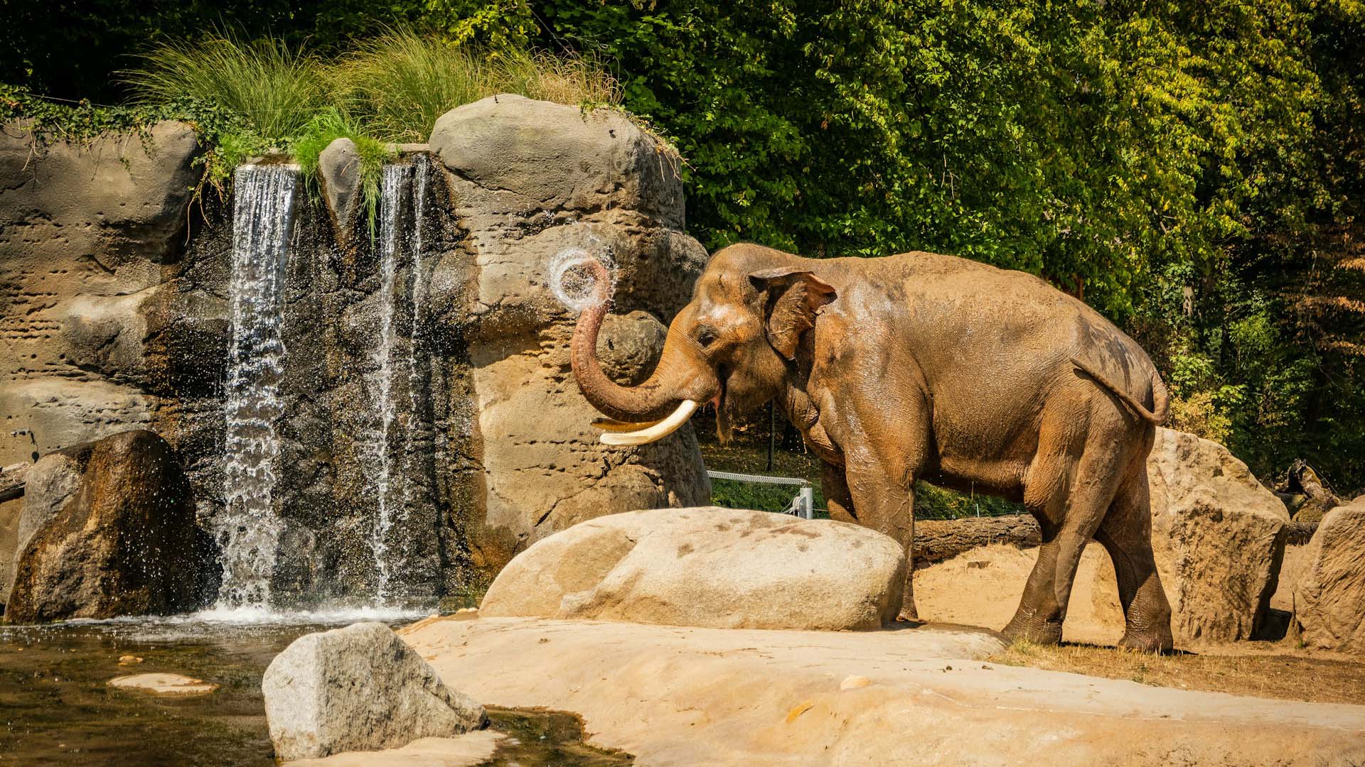 Elephant near a small waterfall surrounded by rocks and lush greenery in a naturalistic setting.