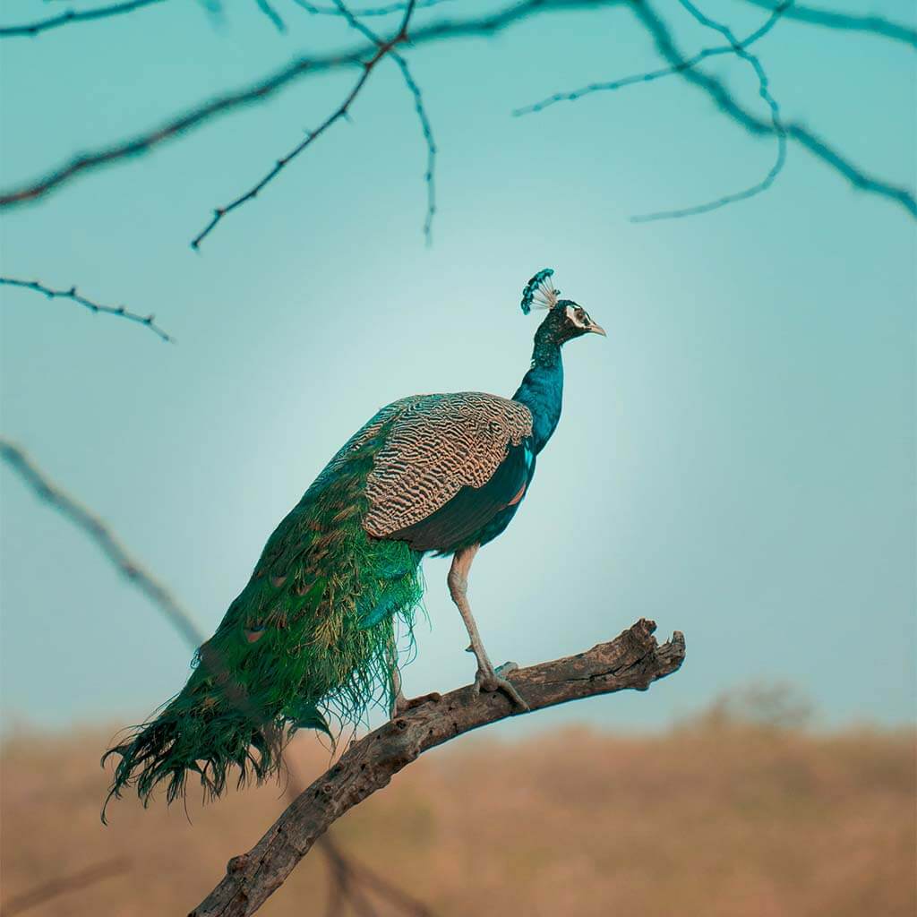 Wildlife Tour and Camping at Yala National Park