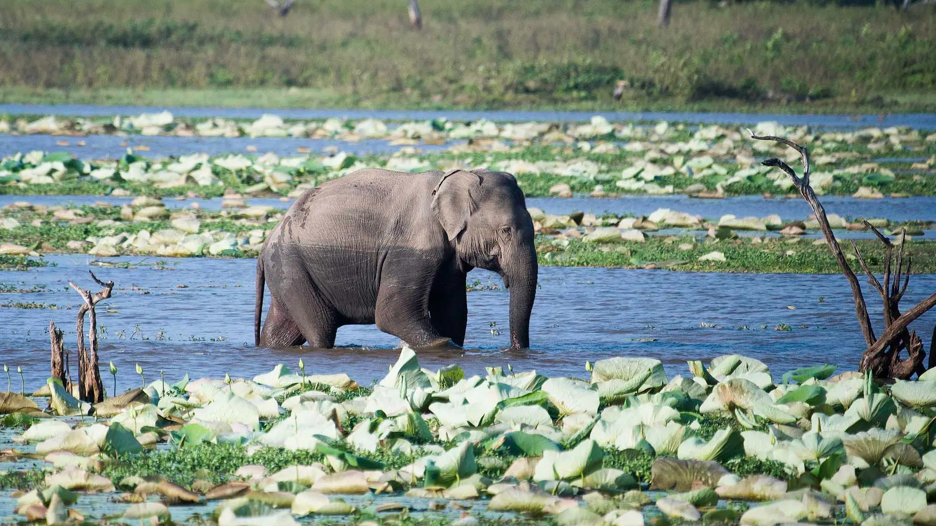 Wilpattu National Park with an elephant in shallow water among lily pads and lush greenery.