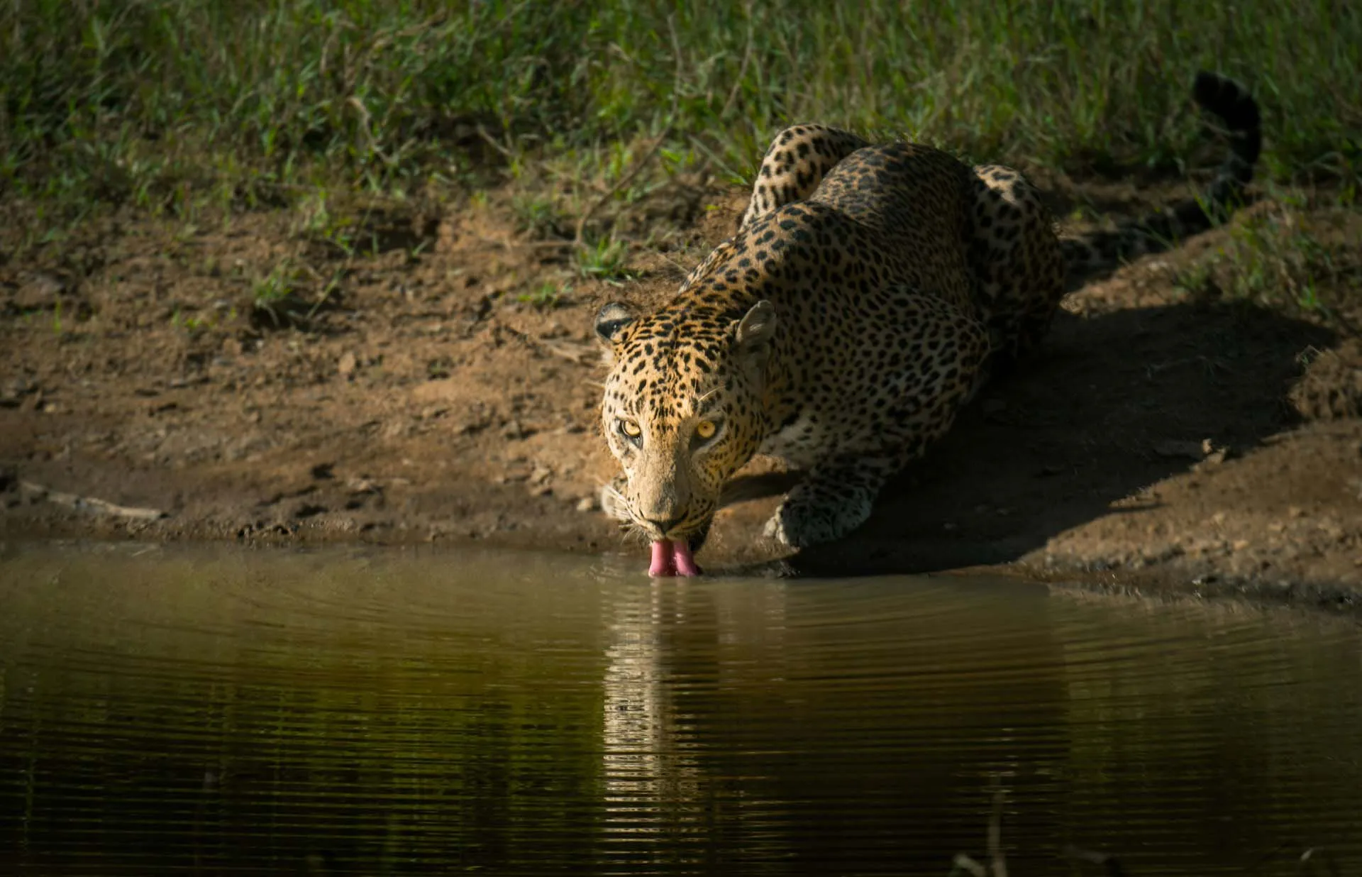 Yala National Park