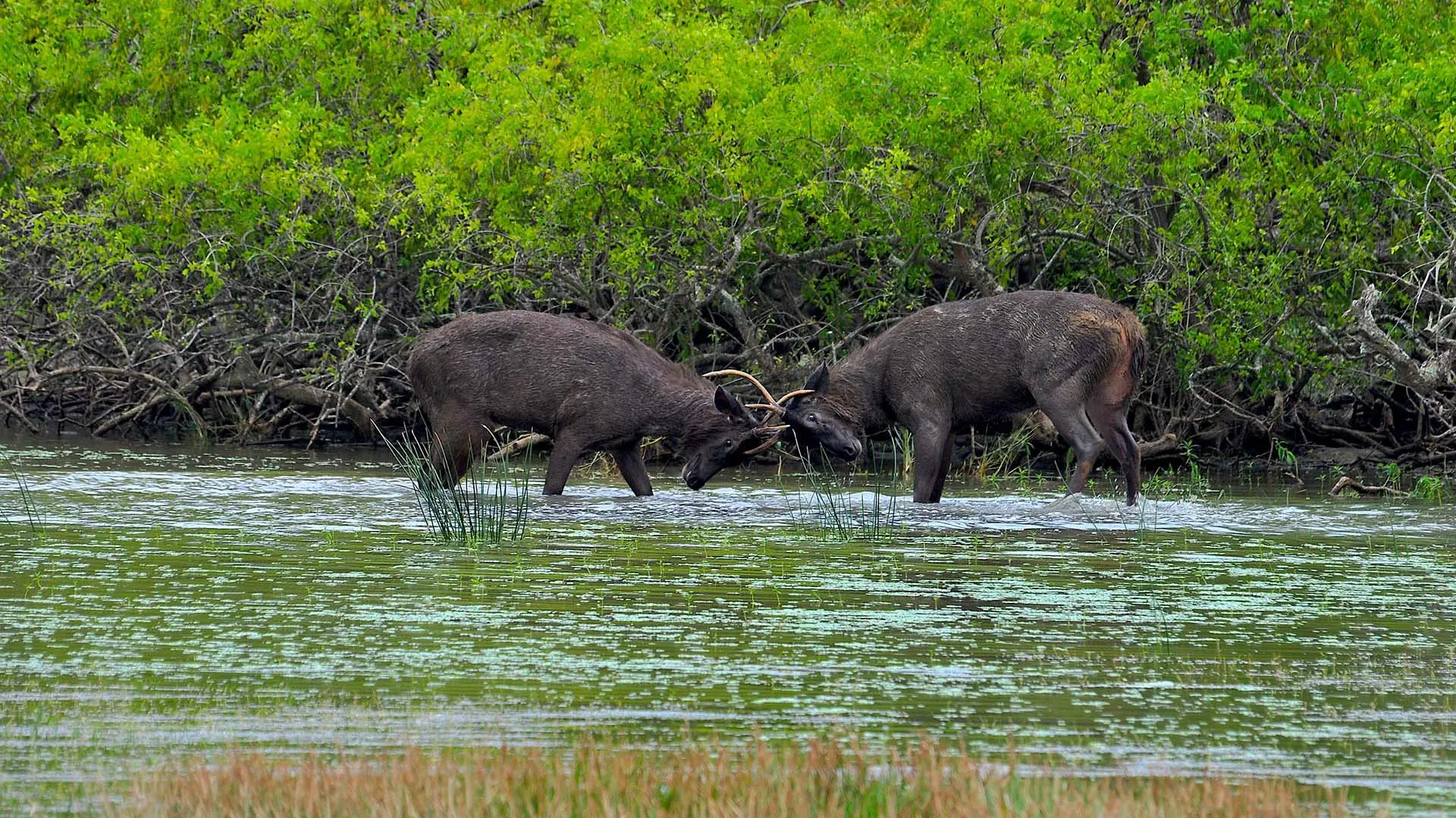 Yala National Park scene with two deer facing each other in shallow water amidst lush greenery.