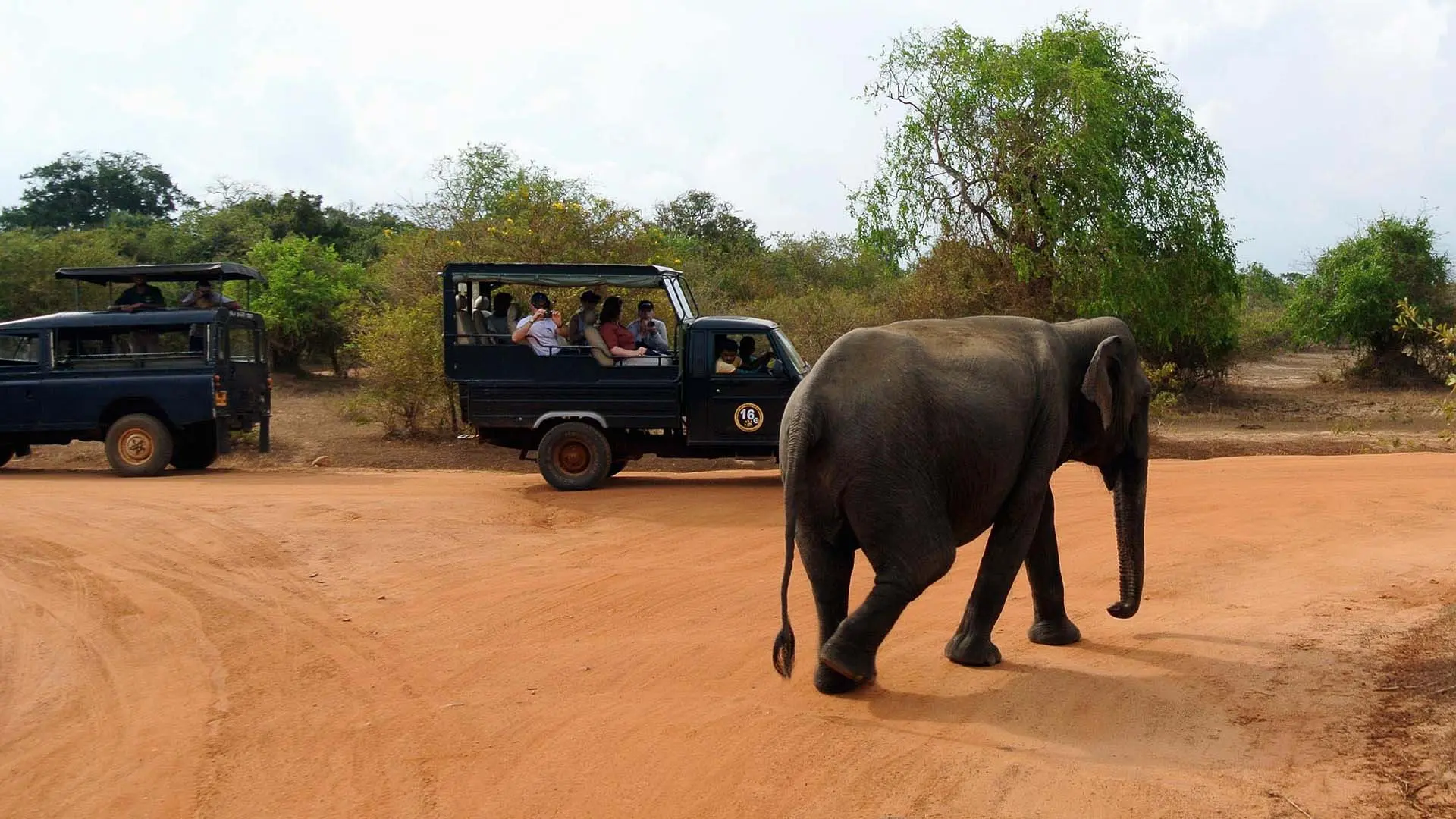 Yala National Park with an elephant on a dirt path and safari jeeps with visitors amidst lush greenery.